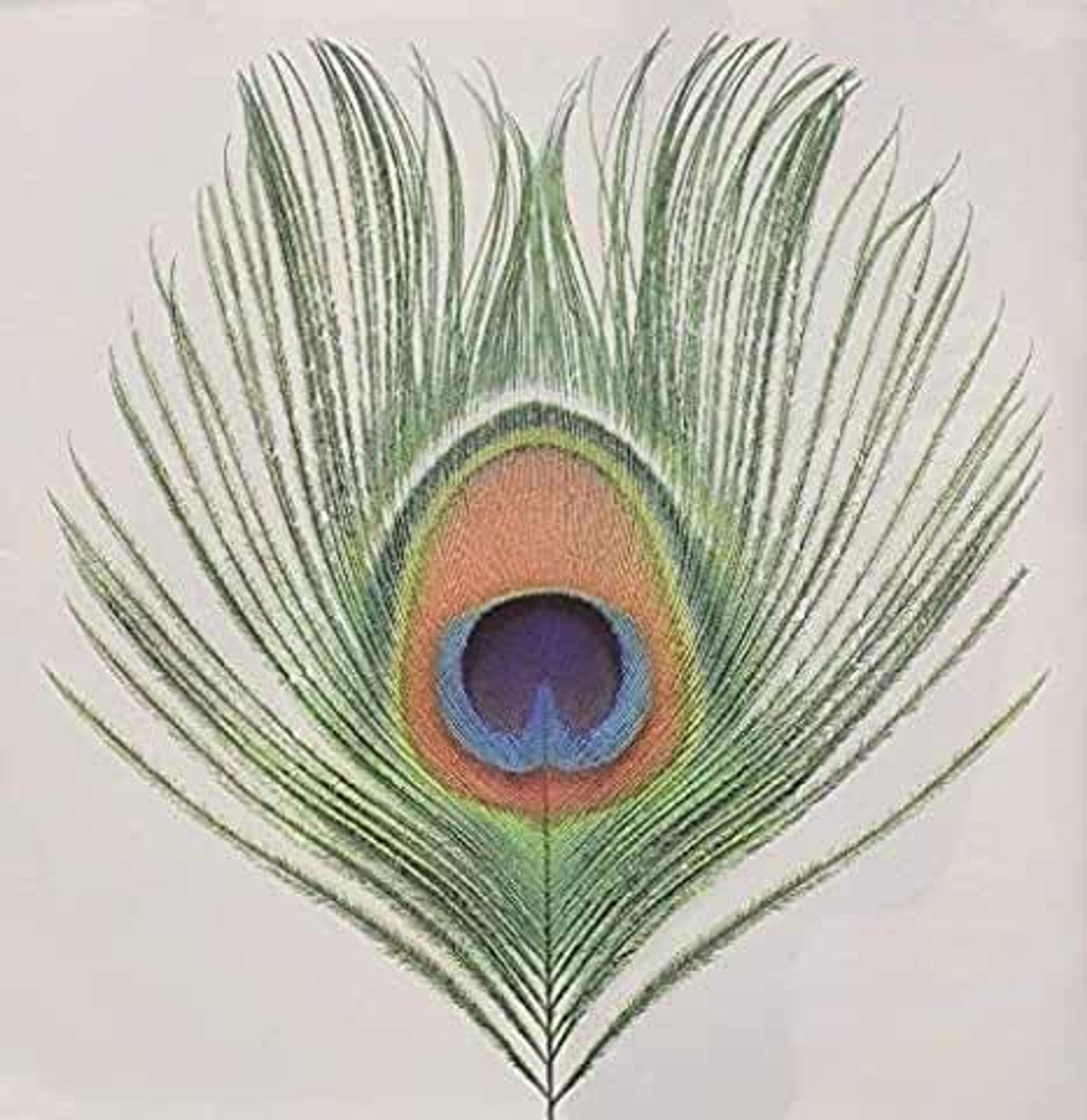 – Apple Venus (Vol.1) — barcode 0633367789426